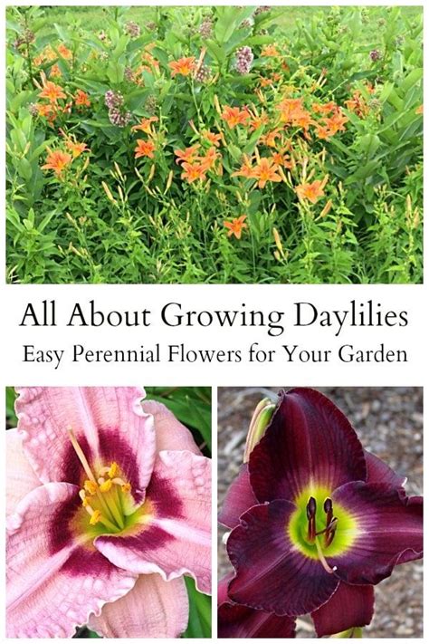 Growing Daylilies Is An Easy Task They Are A Hardy Drought Tolerant
