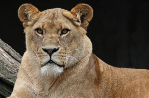 Facts About Lions For Kids Lion Information Images And More