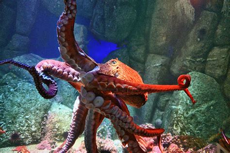 Ipernity North Pacific Giant Octopus Monterey Bay