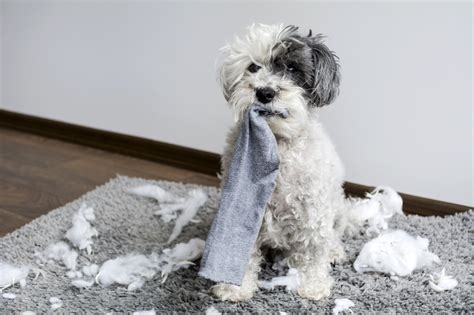Mein hund ist läufig trotz kastration. Hilfe, mein Hund zerstört alles! Was tun? | zooplus