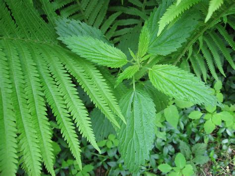 Wild Edible & Medicinal Plants: Wild Greens Quiche
