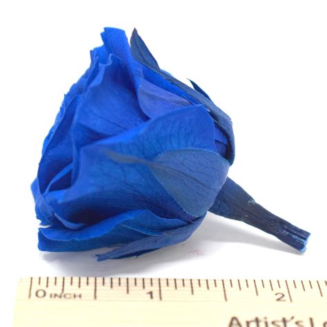 Große Konservierte Rosen Fleurs 8er Pack Blaue Rosen Etsy