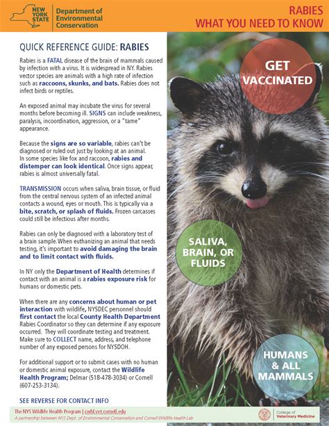 Rabies What You Need To Know Cornell Wildlife Health Lab