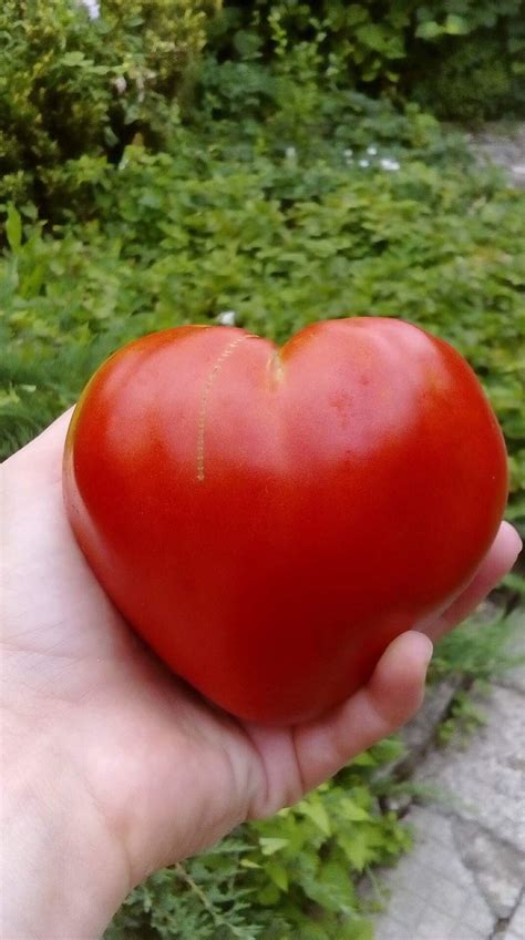 Heart Tomato Plants Sweet Hearts Tomato Is Hybrid Indeterminate