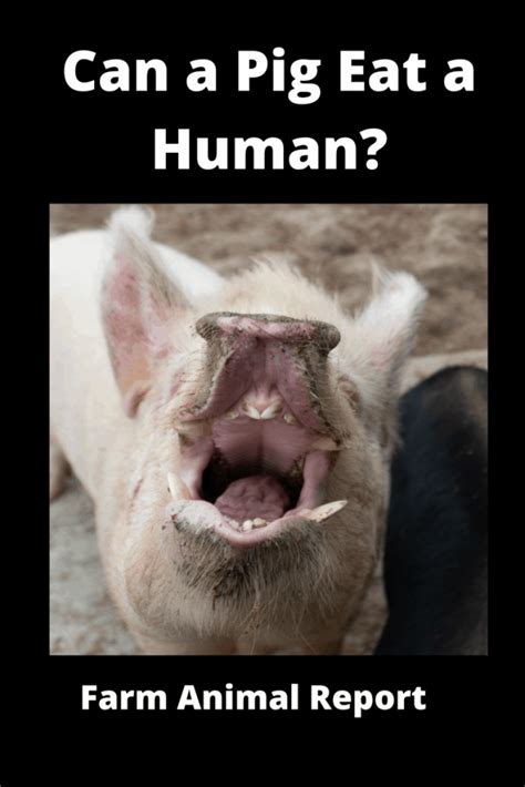 3 Terrifying Cases Do Pigs Eat Humans 2022 Farm Animal Report 2022