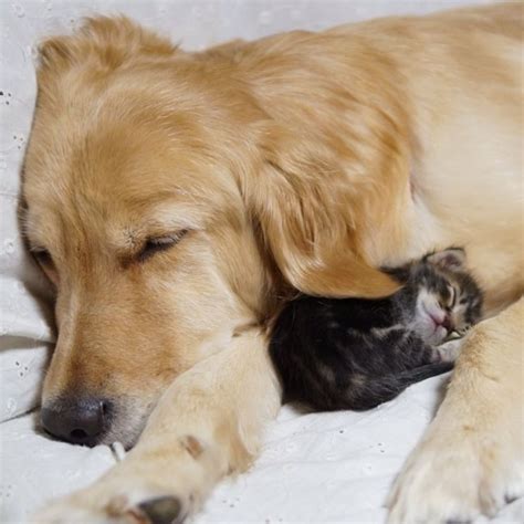 23 Unusual Animal Friendships That Are Absolutely Adorable