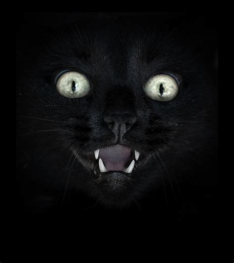 Evil Side By Marije Dijkema 500px Crazy Cats Cats Black Beautiful