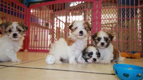 Puppies For Sale Local Breeders Cute Fluffy Teddy Bear Puppies For Sale