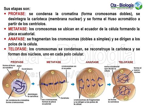 Biología Didáctica Nsc 4° Reproducción Celular