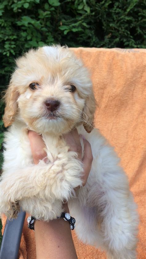 The current median price for all cockapoos sold is $1,575.00. 5 toy cockapoo puppies for sale | Witham, Essex | Pets4Homes