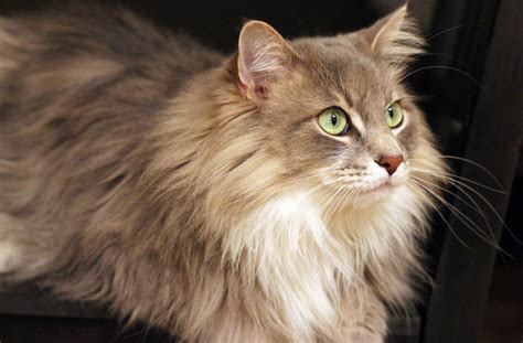 14 Reasons Maine Coons Are The Cutest Cats In The Whole World