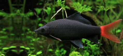 15 Exotic Freshwater Tropical Fish Species Information