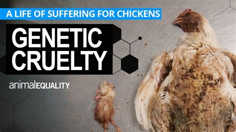 Genetic Cruelty Investigation Reveals A Life Of Suffering For Factory