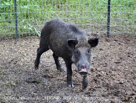 Tennessee Watchable Wildlife Wild Hog Introduced And