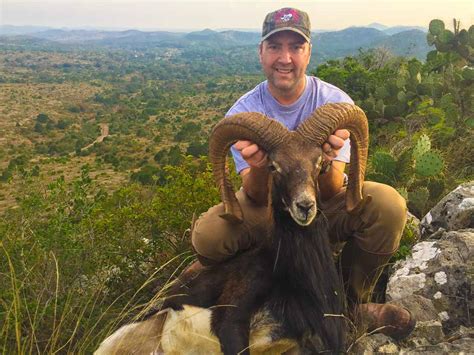 Mouflon Sheep Hunting 18000 Acres In Texas 60 Species Ox Ranch