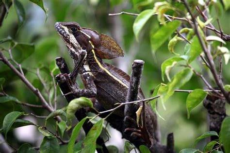 I have come to ormond/daytona beach area for years and have always passed the bailey riverbridge gardens without a second thought. Chiquibul Forest Reserve & National Park - Reef and ...