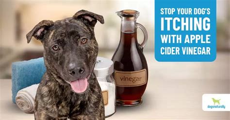 3 Simple Ways Apple Cider Vinegar Can Help Your Dog Dogs Naturally In