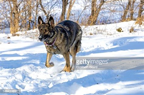 German Shepherd Running In Snowy Forest High Res Stock Photo Getty Images