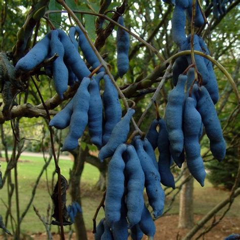 Decaisnea Fargesii 5 Seeds Blue Sausage Tree Etsy