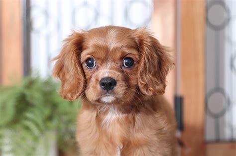See more of cavapoo puppies available for sale on facebook. Ruby - Sweet Little (Red) Female Cavapoo Puppy - Florida ...