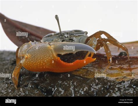 Male Fiddler Crab One Huge Orange Pincer Other Pincer Smaller For Gathering Food Eyes On Long