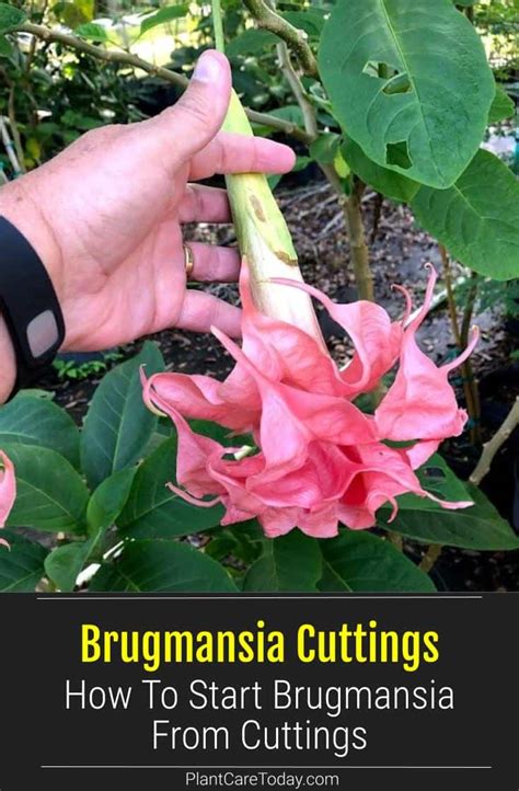 Propagating Brugmansia Cuttings How To Start Angel Trumpets Cuttings