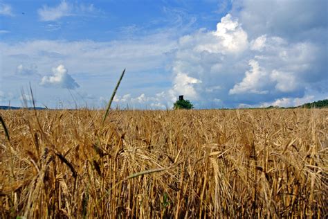 Free Images Sky Field Wheat Prairie Summer Crop Perch