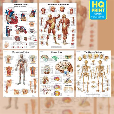 Human Anatomy Medical Anatomical Educational Poster Prints A4 A3 A2