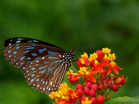 Beautiful Natural Scenery A Butterfly Perched On A Flower Nature