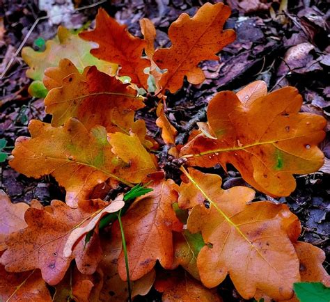 Free Photo Oak Leaves Autumn Leaves Fall Free Image On Pixabay