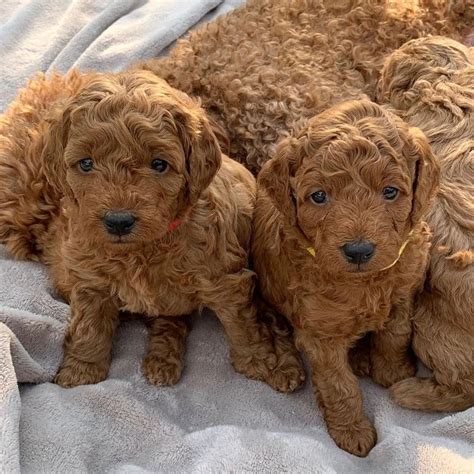 Doodle Puppies FOR SALE ADOPTION from Dublin @ Adpost.com Classifieds > Ireland > #33463 Doodle