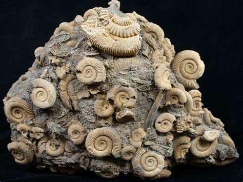 Large Dactylioceras Ammonite Cluster Germany 8829 For Sale