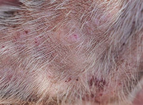 13 Common Dog Skin Lesions Or Sores With Pictures
