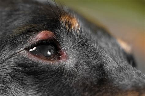 Your Pets Eyelid Lumps And Bumps Veterinary Vision Center