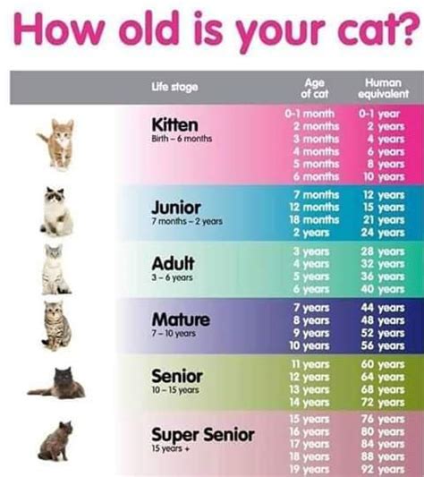 Visit to learn if your cat is old or young. Your Cat In Human Years « Animal Health Foundation Blog