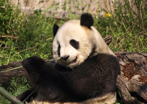 Giant Panda Flickr