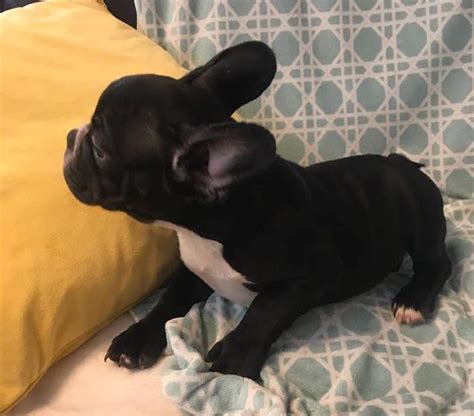 French Bulldog Puppy For Sale In Charleston Sc Adn 50583 On