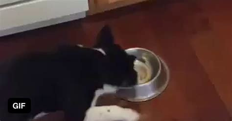 Dog Goes Full Mission Impossible 9gag