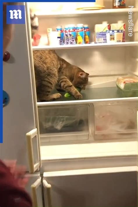 Russian Mans Cat Loves Raiding Fridge For Food Cats Really Do Think