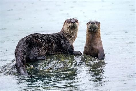 Webinar Pacific Nw River Otter Habitat Ecology And Health 72621