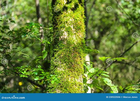A Tall Slender Tree Covered In Lush Green Moss Surrounded By Other Lush