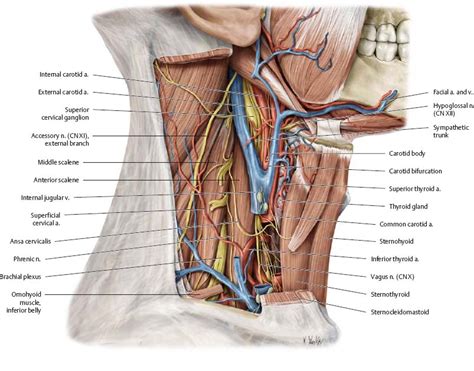 It also covers some common conditions and injuries that can affect the. Neck - Atlas of Anatomy