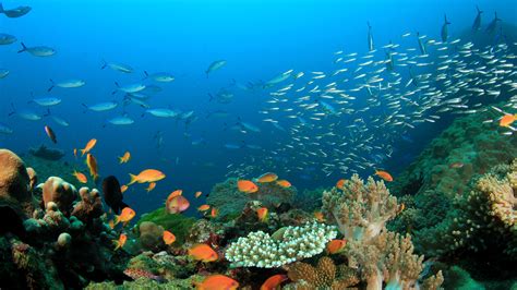 The Pristine Waters Of Ningaloo Reef Abercrombie And Kent