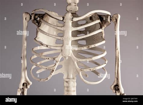 Human Skeleton Chest Bones Rib Cage Spine Skeletal System Anatomy