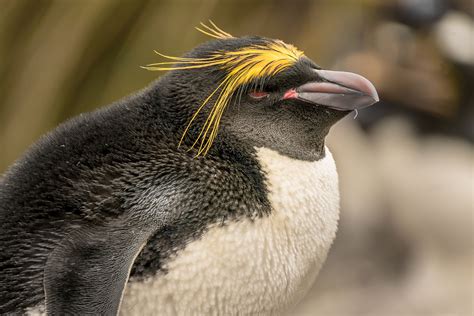 A Macaroni Penguin At Cobblers Cove South Georgia Macaroni Penguins