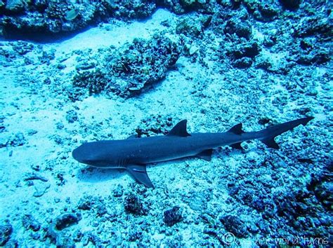 Shark On Sipadan Island One Of The Top Scuba Diving Sites In The World