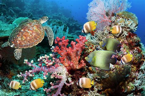 Green Sea Turtle Over Coral Reef Photograph By Georgette Douwma Fine