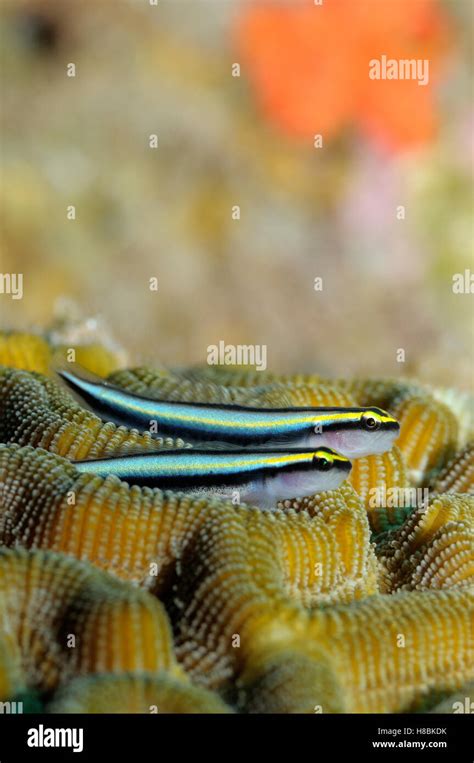 Gobio Limpiador Elacatinus Genie Par Sobre Arrecifes De Coral Saba