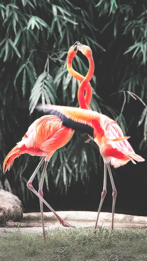 12 Fancy Flamingo Iphone X Wallpapers Preppy Wallpapers