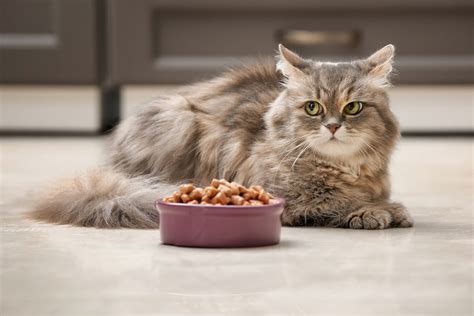 Some of them are potentially dangerous to your feline furball and could indicate an. What to Feed a Cat That Won't Eat - The Daily Cat